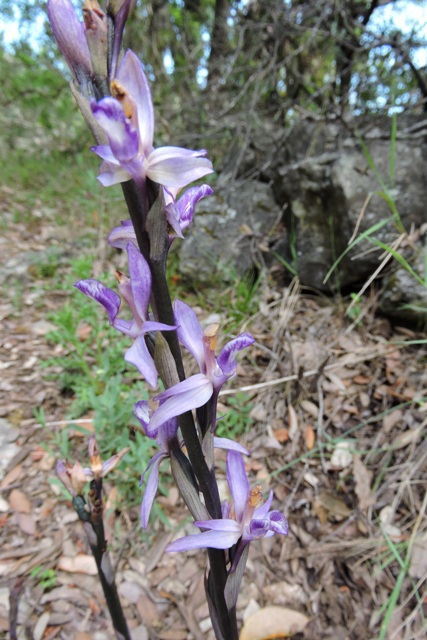 Violet Birds Nest Orchid